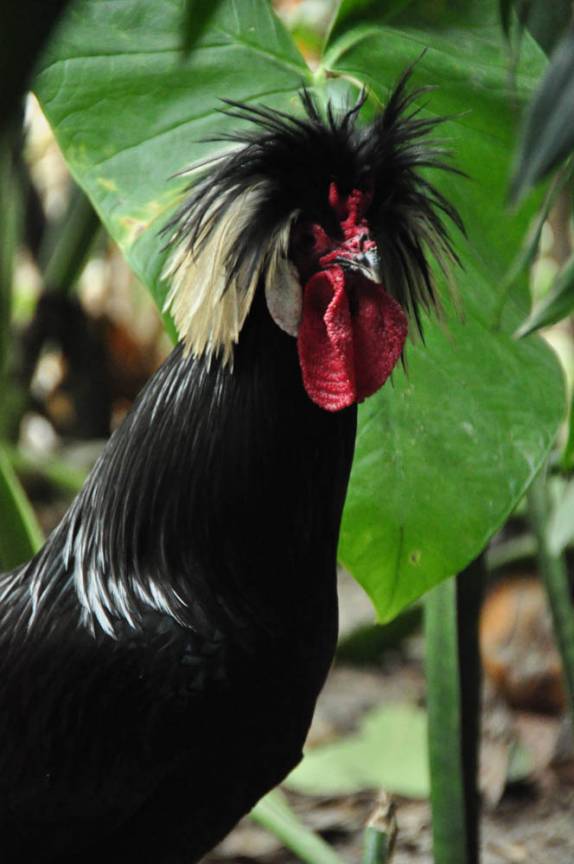 A Cher, o galo do nosso hotel em Hopkins, no litoral sul de Belize